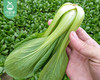 【叼鲜蔬】诺誉庄园新鲜上海青/1份（约350g） 商品缩略图3