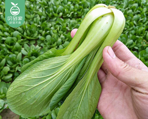 【叼鲜蔬】诺誉庄园新鲜上海青/1份（约350g） 商品图3