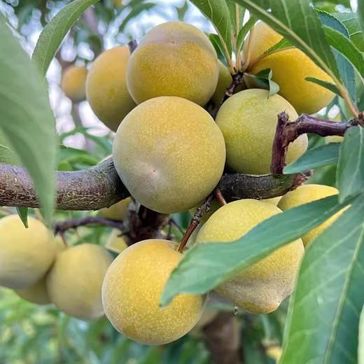 【十堰主城区包邮】新鲜水果 脱骨李 大果3斤 商品图3