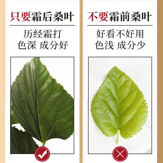 【买二送一！新鲜干桑叶茶120克/罐】清新滋润色泽自然，开水冲泡即冲即饮，汤色嫩绿，滋味爽口，桑叶茶霜打桑叶茶花草茶 商品图2