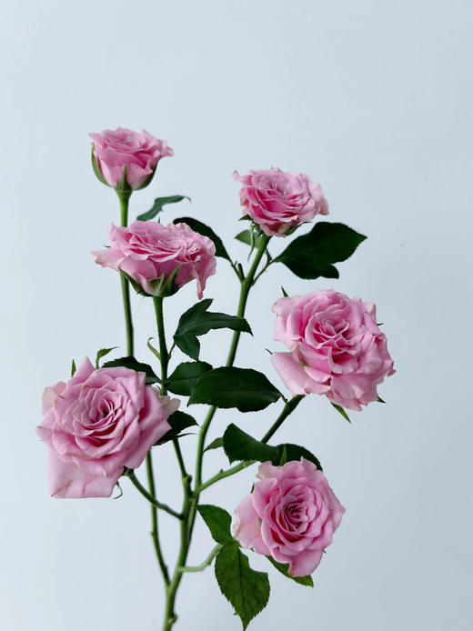 诺拉多头玫瑰【愿你即使生活在喧嚣的世界当中也能安静独处】简小姐精选 粉紫色 多头诺拉玫瑰 2件包邮 下单5天发出 商品图4