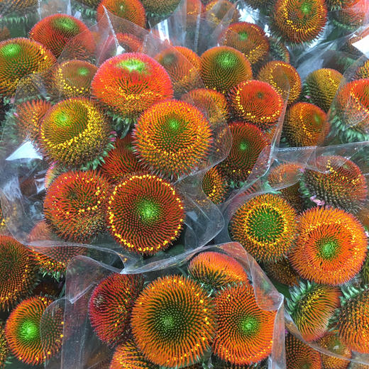 猫眼（中花） 商品图0