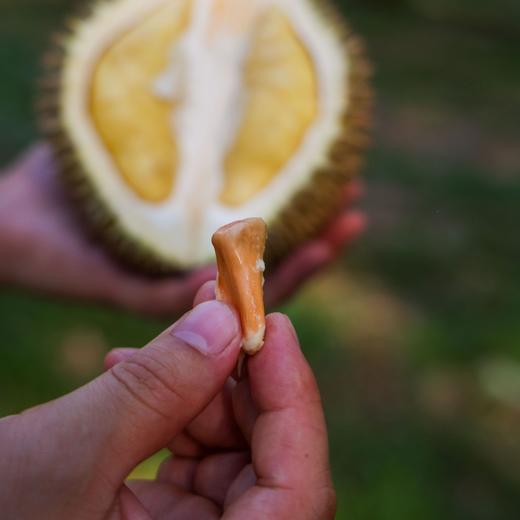 马来西亚金凤榴莲（D198） 商品图3