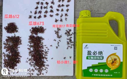 盈必绝-雌雄双杀-实蝇浓饵剂 商品图2