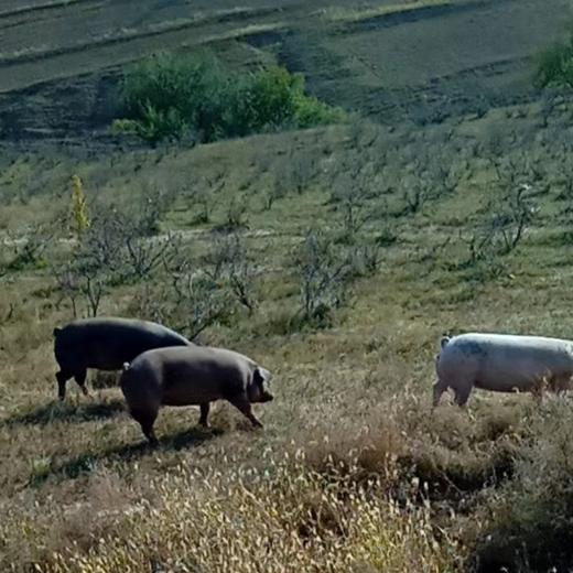 有机猪肉，双重认证安心美味，新日期，保质期12个月，顺丰发货！ 商品图7