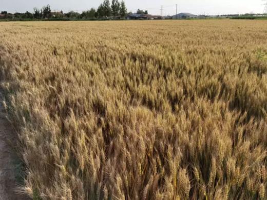 玫瑰麦麸茶   || 尽享玫瑰花的芳香和小麦胚芽的活力、农残检测O//善地 商品图2