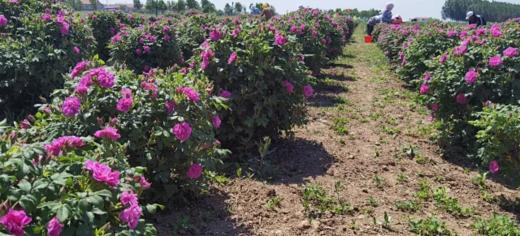 【特惠】玫瑰麦麸茶   || 尽享玫瑰花的芳香和小麦胚芽的活力、农残检测O//善地 商品图3