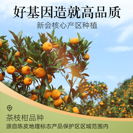 【正宗同仁堂品牌】北京同仁堂 陈皮干50g   新会原产老陈皮 自然晾晒 片大味浓SY 商品图2