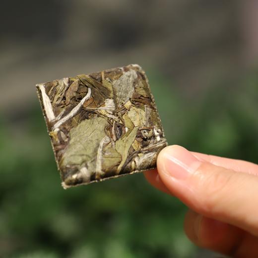 【香如故】2017年兰韵牡丹 商品图3