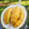 马来西亚榴莲D101 商品缩略图0