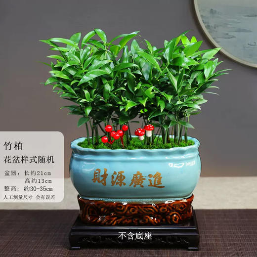 新中式绿植盆栽-室内观叶植物办公室桌面摆放净化空气好养花卉客厅四季常绿植物开业乔迁送礼红掌招财树金钱树 商品图7