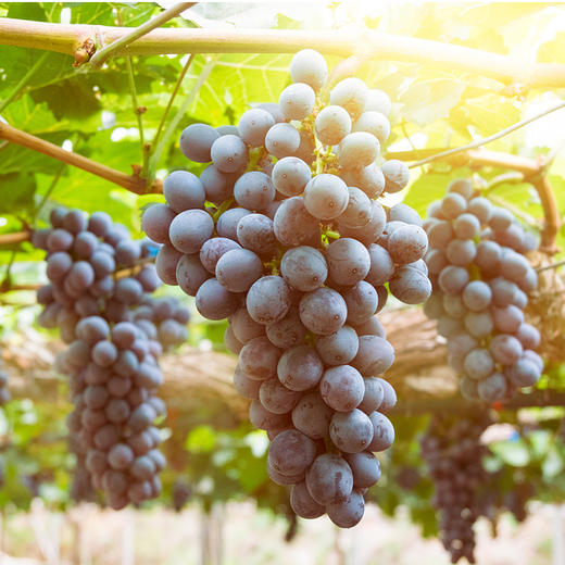 云南夏黑葡萄4斤装 无籽葡萄酸甜多汁新鲜水果现摘现发 商品图4