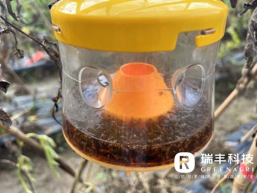 盈必绝-雌雄双杀-实蝇浓饵剂 商品图1