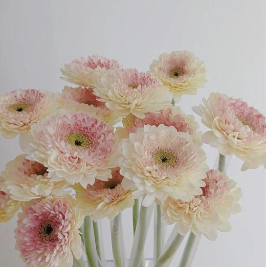 非洲菊·西雅图（粉色重瓣） 商品图2