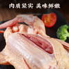 【周五发货  需提前预定 】生鲜肉类 郧阳乳鸽新鲜现杀 商品缩略图5