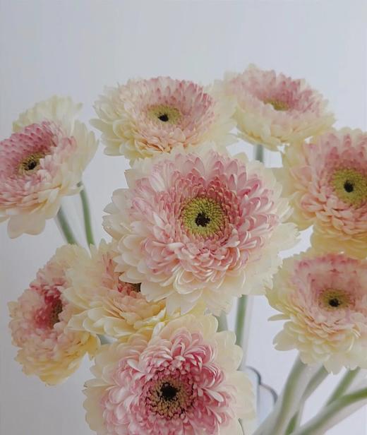 非洲菊·西雅图（粉色重瓣） 商品图1