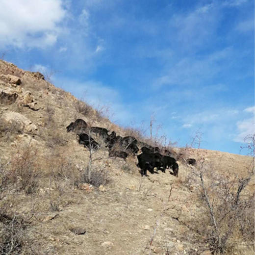 有机猪肉，双重认证安心美味，新日期，保质期12个月，顺丰发货！ 商品图11