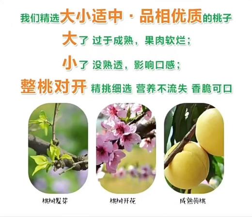 香港AOA黄桃罐头 商品图10