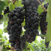 云南夏黑葡萄4斤装 无籽葡萄酸甜多汁新鲜水果现摘现发 商品缩略图2