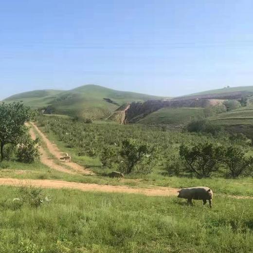 有机猪肉，双重认证安心美味，新日期，保质期12个月，顺丰发货！ 商品图9