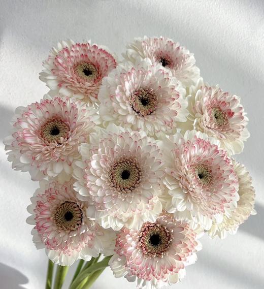 非洲菊·西雅图（粉色重瓣） 商品图0