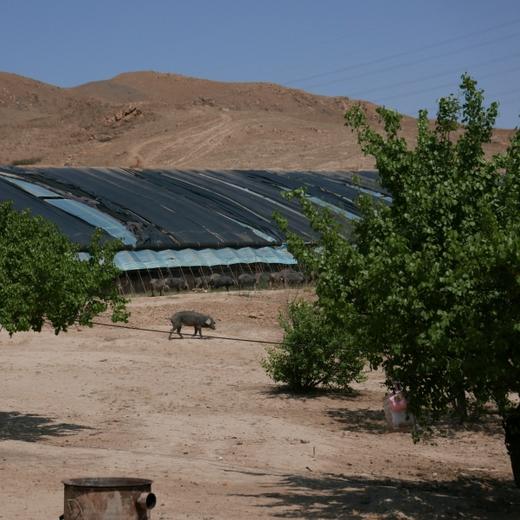有机猪肉，双重认证安心美味，新日期，保质期12个月，顺丰发货！ 商品图10