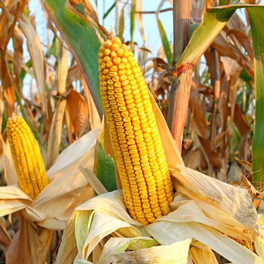 【山区杂粮】农家自磨玉米糁  小玉米渣 色泽金黄  口感清甜  小棒渣  400g 商品图2