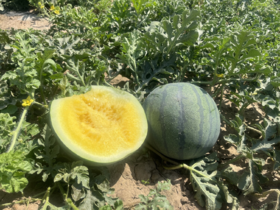 新疆吐鲁番黄壤西瓜多汁 少籽 购甜