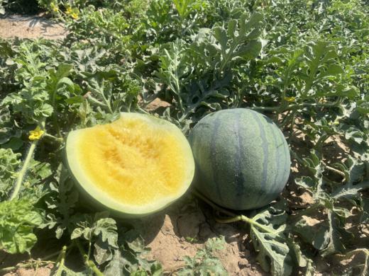 新疆吐鲁番黄壤西瓜多汁 少籽 购甜 商品图0