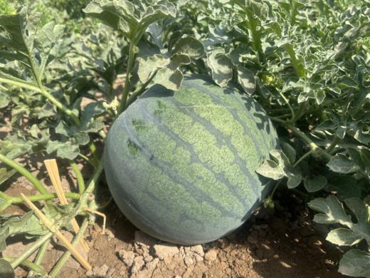 新疆吐鲁番黄壤西瓜多汁 少籽 购甜 商品图1