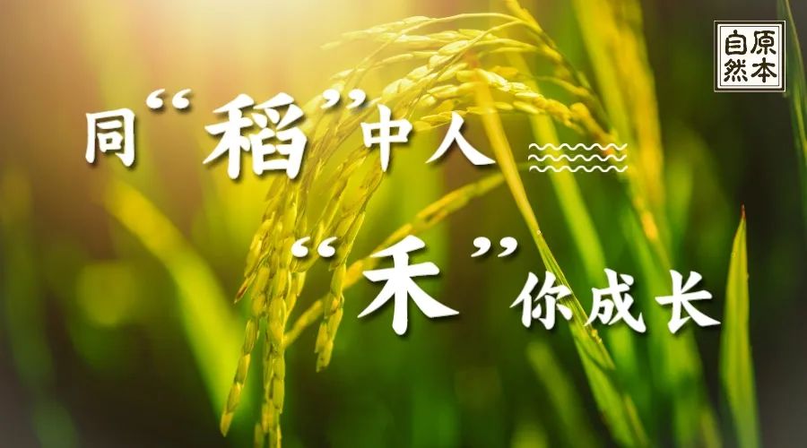 秋日丰收 | 同“稻”中人 ，禾你一起，来海珠湿地见证水稻成长与收获～