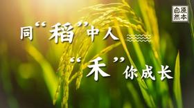 秋日丰收 | 同“稻”中人 ，禾你一起，来海珠湿地见证水稻成长与收获～