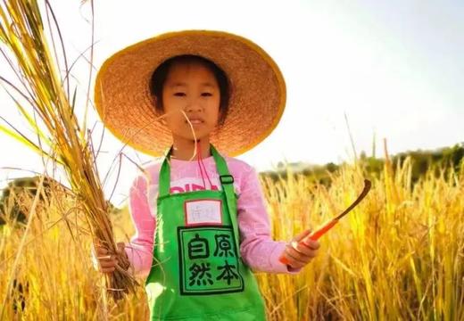 新年丰收 | 同“稻”中人 ，禾你一起，来海珠湿地见证水稻成长与收获～ 商品图1