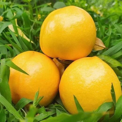 【顺丰发货】现摘现发 | 芒果黄桃/山西黄金油桃 家庭装/礼盒装  4.5斤/8.5斤 商品图6