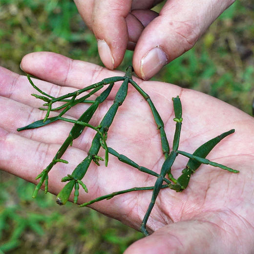 【最后库存分享】【千年螃蟹脚】比冬虫夏草更为珍惜，普洱茶的蕞佳伴侣150克/罐拍5发6拍20发25 商品图2