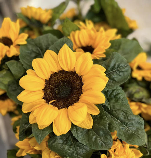 【入目无人/四下皆是你】向日葵（昆明版）5枝/扎 商品图8