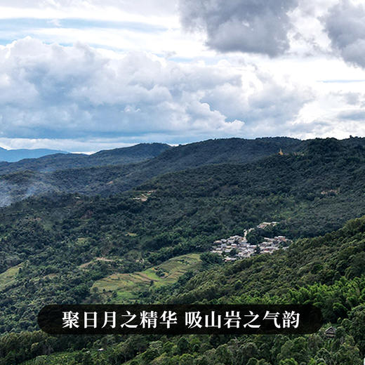 12月5日上午九点【两人团】【橡筋—滑竹梁子】2023年头春头采版纳之巅的神器集古树精华稀少且珍贵 商品图1