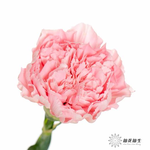单头康乃馨 | 宝石粉 商品图1