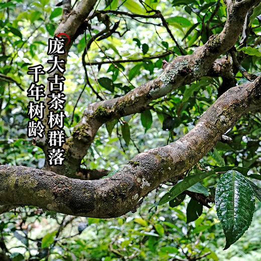 【最后库存分享】【千年螃蟹脚】比冬虫夏草更为珍惜，普洱茶的蕞佳伴侣150克/罐拍5发6拍20发25 商品图8