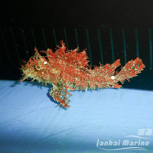 草海龙王-红 商品图2