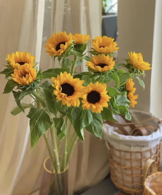 【入目无人/四下皆是你】向日葵（昆明版）5枝/扎 商品图2