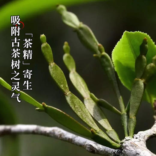 【最后库存分享】【千年螃蟹脚】比冬虫夏草更为珍惜，普洱茶的蕞佳伴侣150克/罐拍5发6拍20发25 商品图1