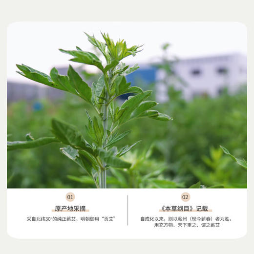 玺艾堂 蕲艾灸贴5片/盒 发热除寒艾草贴膝盖足腰颈椎贴肚脐热敷贴附 商品图3