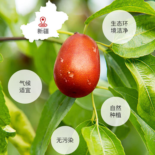 神农金康 红枣片250g/罐 新疆大枣无核枣片 原生态真滋补喝护家人健康 商品图4