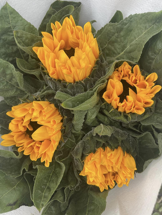 【入目无人/四下皆是你】向日葵（昆明版）5枝/扎 商品图10