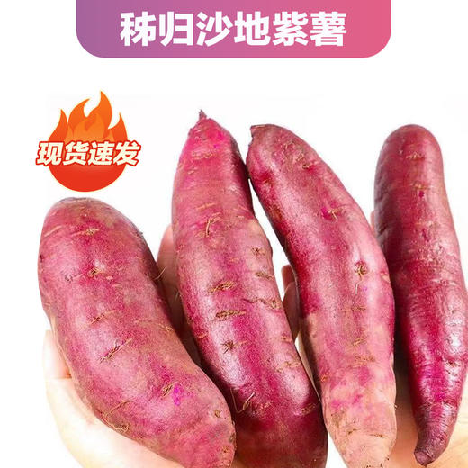 紫罗兰紫薯5斤装/中果 （商） 商品图4