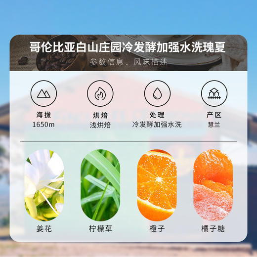【甄选白金】泰摩哥伦比亚白山庄园冷发酵加强水洗瑰夏-100g 商品图1