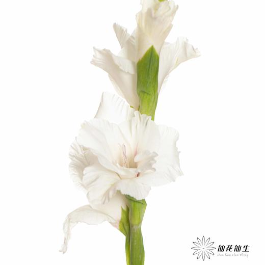 剑兰 | 白冠 商品图3