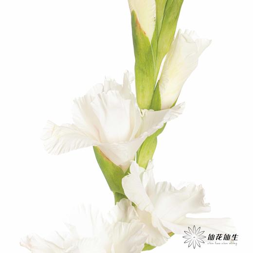 剑兰 | 白冠 商品图2