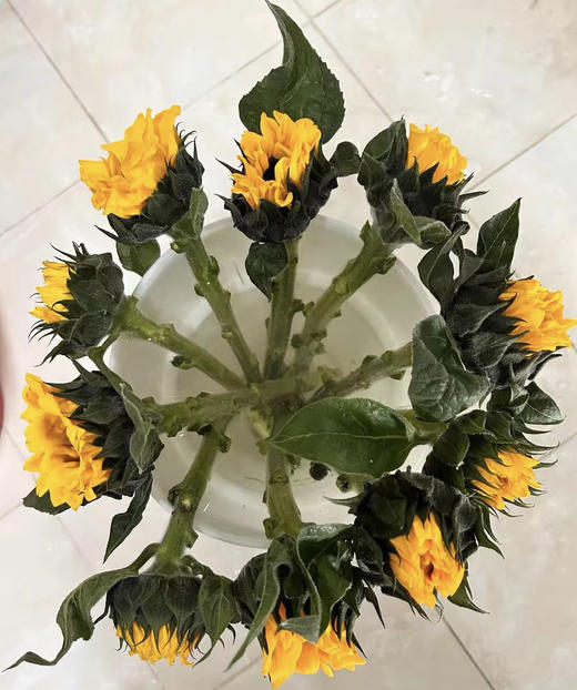 【入目无人/四下皆是你】向日葵（昆明版）5枝/扎 商品图9
